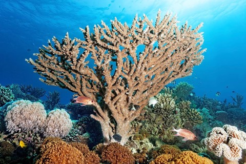 Intact coral reef with Xenia coral, white, brown, large Acropora coral (Acropora), tiara hussar