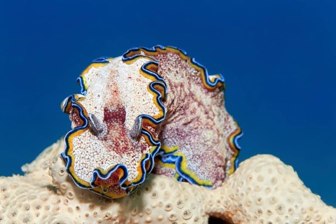 Golden Star Snail belt (Glossodoris cincta) on sponge, Red Sea, Marsa Alam, Egypt