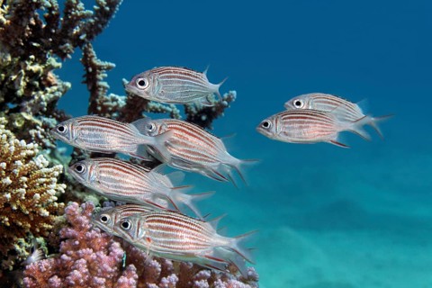 Small flock of tiara hussar (Sargocentron diadema) hides under Agropora hard coral (Acropora), Red