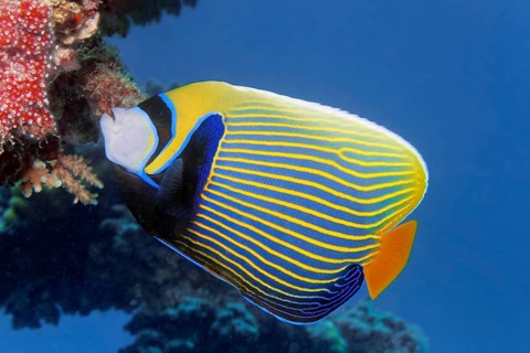 Emperor angelfish (Pomacanthus imperator) swims across coral reef, Red Sea, Marsa Alam, Egypt
