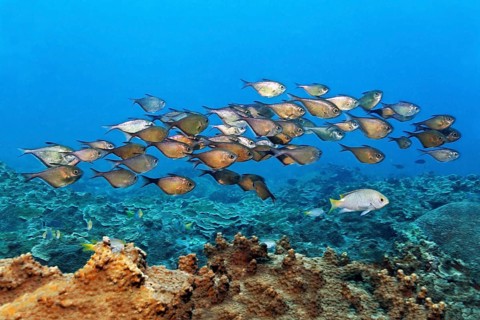 Swarm hatchfish (Pemperis sp.), in open water, China wreck, Arabian Sea, Indian Ocean, Mirbat, near