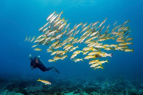 Diver observes Sharm large school barbel, also yellowfin barbel (Mulloidichthys vanicolensis),