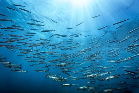 Swarm of bigeye barracuda (Spyraena fosterie) China wreck, Arabian Sea, Indian Ocean, Mirbat, near