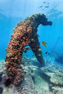 Thickly covered with barnacles (Balanidae), anchor, China wreck, Arabian Sea, Indian Ocean, Mirbat,