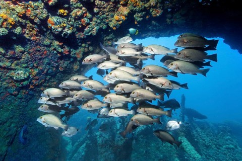 Swarm of young bicolor sweet lip, giant sweet lip, (Plectorhinchus albovittatus) seeking shelter in