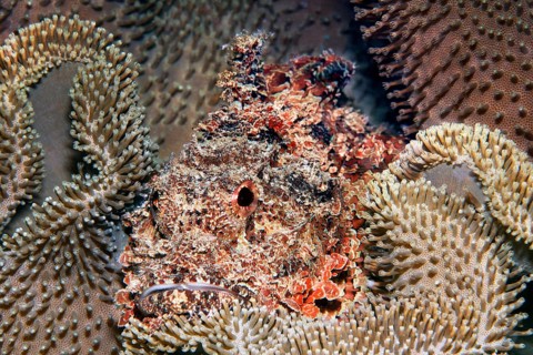Bearded dragon head (Scorpaeninae) lies well camouflaged in leather coral, Arabian Sea, Indian