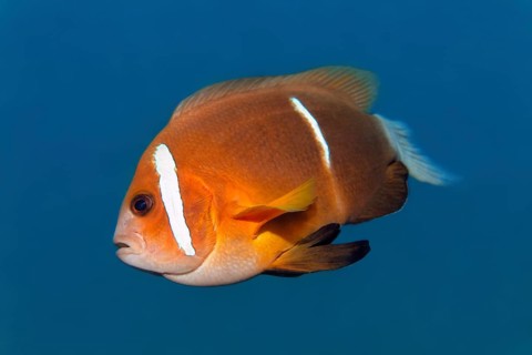 Oman anemonefish (Amphiprion omaninsis), Arabian Sea, Indian Ocean, Salalah, Dhofar Governorate,