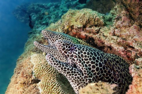 Two web moray eels (Gymnothorax favagineus), China wreck, Arabian Sea, Indian Ocean, Mirbat, near