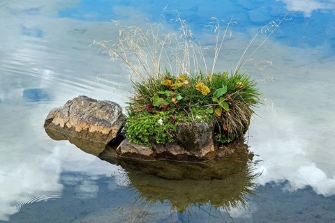 Small rock covered with plants in Schlappoldsee, Fellhorn, Oberstdorf, Oberallgäu, Allgäu, Bavaria,