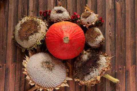 Autumn still life with pumpkin, sunflowers, October, Germany