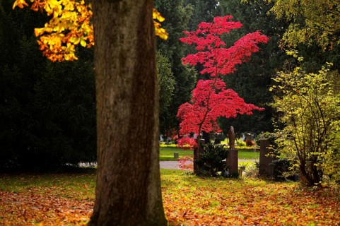 Maple, maple tree, red, autumn leaves, leaves, main cemetery, autumn, autumn, Stuttgart,
