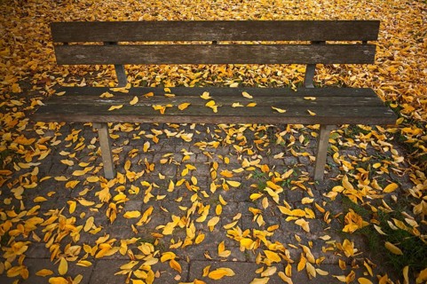 Park bench, bench, full autumn leaves, leaves, main cemetery, autumn, autumn, autumn atmosphere,