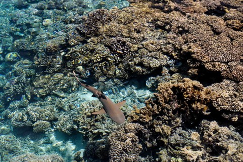Blacktip reef shark over the corals of Fakarava, South Seas, Tahiti, French Polynesia