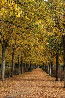Alley with linden trees in autumn color and with yellow leaves on the ground in Ystad, Skåne