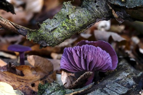 Purple lacquer funnel (Laccaria amethystina) in the forest, autumn time, October, Saxony, Germany