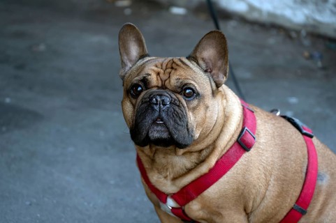 Dog, pug (Canis lupus familiaris) on a leash, Lübeck, Schlewig Holstein, Germany