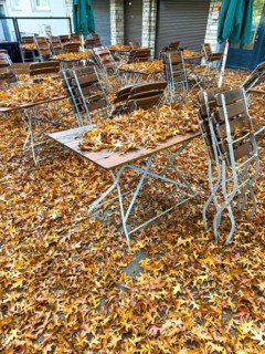 Autumn in town, car parked under deciduous tree, swamp oak, ground and vehicle covered with fallen