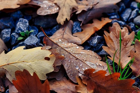 Autumnal oak leaves (Quercus) on a soil of gravel and small plants, covered with drops of water,