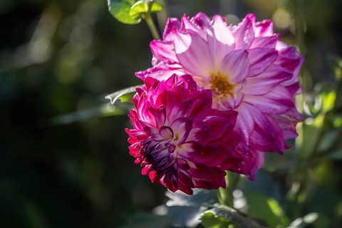 Dahlia (Dahlia), Emsland, Lower Saxony, Germany
