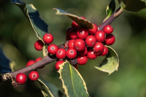 Holly (Ilex aquifolium), fruits, Emsland, Lower Saxony, Germany