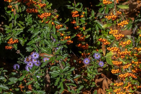 Firethorn (Pyracantha), fruits and asters (Aster) Emsland, Lower Saxony, Germany