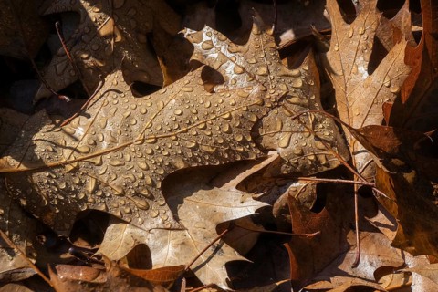 Dew drops on the leaf of a red oak (Quercus rubra), Emsland, Lower Saxony, Germany