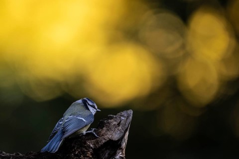 Blue tit (Parus caerulea), Emsland, Lower Saxony, Germany