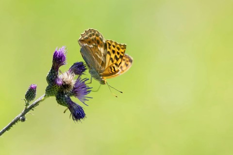 Kaisermantel (Argynnis paphia), butterfly on a thistle, Swabian Jura, Germany