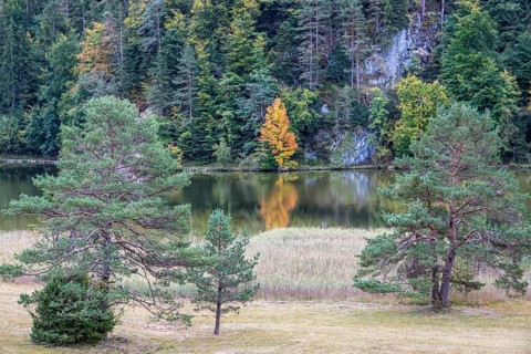 Autumn atmosphere, autumn-colored trees on Obersee, Füssen, Allgäu, Bavaria, Germany
