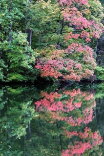 Autumn atmosphere, autumn-colored trees at Lake Mittersee, Füssen, Allgäu, Bavaria, Germany