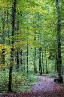 Hiking trail through autumnal forest, near Oberstdorf, Oberallgäu, Allgäu, Bavaria, Germany