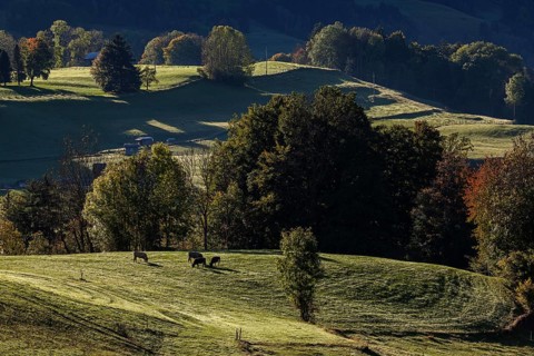 Atmospheric landscape with meadow with cows and trees, near Hinang, Illertal, Oberallgäu, Allgäu,