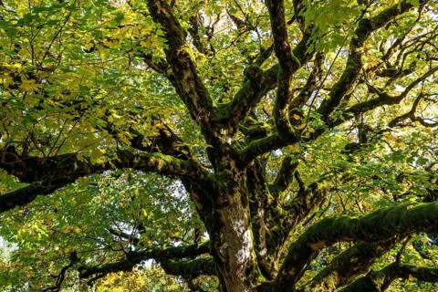 Sycamore tree in autumn colors, Hochleite, near Schwand, Oberstdorf, Oberallgäu, Allgäu, Bavaria,