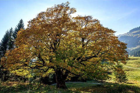 Sycamore tree in autumn colors, backlight, Hochleite, near Schwand, Oberstdorf, Oberallgäu, Allgäu,