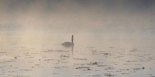 Swan (Cygnus olor) at sunrise with early fog at Hopfensee near Füssen, Ostallgäu, Allgäu, Upper