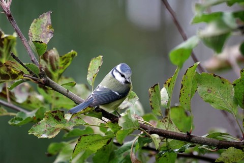 Blue tit (Cyanistes caeruleus), branch, deciduous leaves, autumn, Germany, A blue tit sitting in an