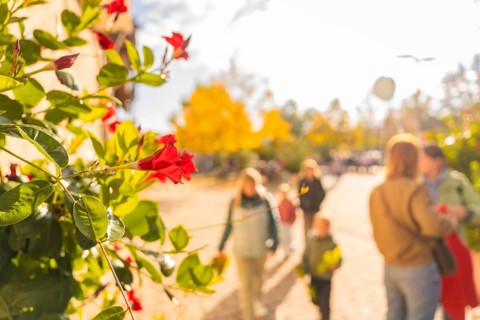 Close-up of red flowers under autumnal sunlight as people stroll in the background, Urschelherbst