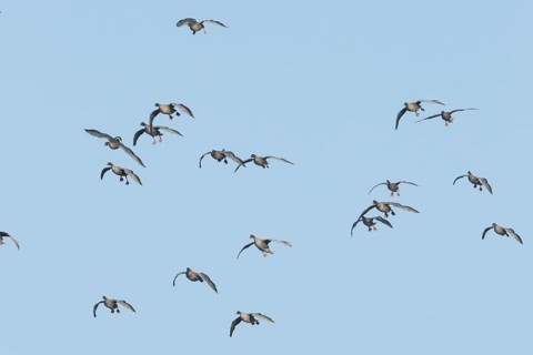 Pink-footed goose (Anser brachyrhynchus) adult geese birds in flight in a flock or skein in winter,
