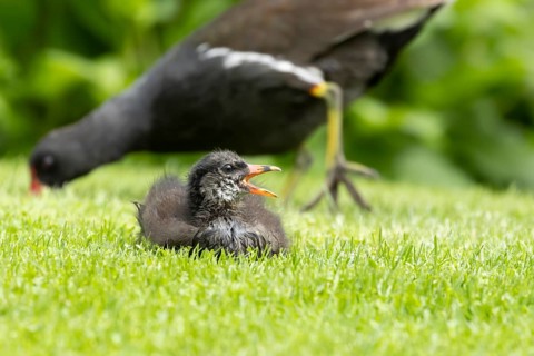Moorhen (Gallinula chloropus) adult parent bird and juvenile baby bird on a grass lawn, England,