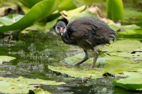 Moorhen (Gallinula chloropus) juvenile baby bird on a water lily pad in a pond, England, United