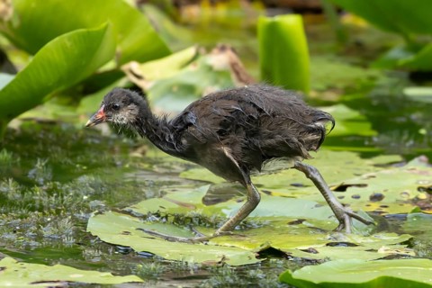 Moorhen (Gallinula chloropus) juvenile baby bird walking on a water lily pad in a pond, England,