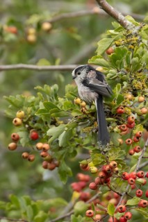 Long tailed tit Aegithalos caudatus adult bird on a Hawthorn tree branch with red berries in