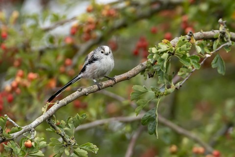 Long tailed tit Aegithalos caudatus adult bird on a tree branch, England, United Kingdom