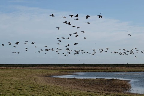 Greylag goose (Anser anser) adult geese birds in flight in a flock or skein over a lagoon in