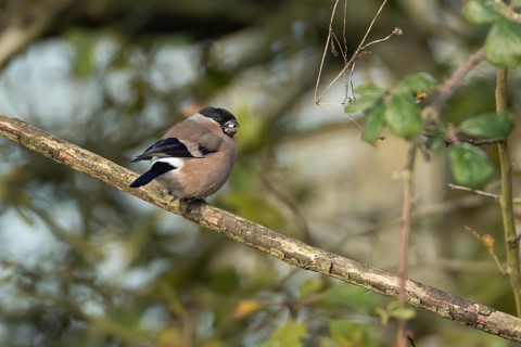 Eurasian bullfinch (Pyrrhula pyrrhula) adult female bird on a tree branch in a hedgerow, England,