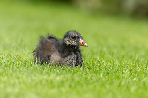 Moorhen (Gallinula chloropus) juvenile baby bird on a grass lawn, England, United Kingdom
