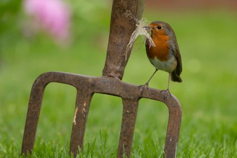 European robin (Erithacus rubecula) adult bird on a garden fork with nesting material in its beak