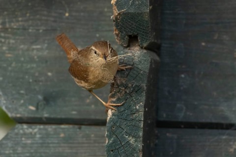 Eurasian wren (Troglodytes troglodytes) adult bird on a garden shed with nesting material in its