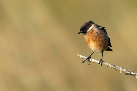 European stonechat (Saxicola rubicola) adult bird on a tree branch, England, United Kingdom
