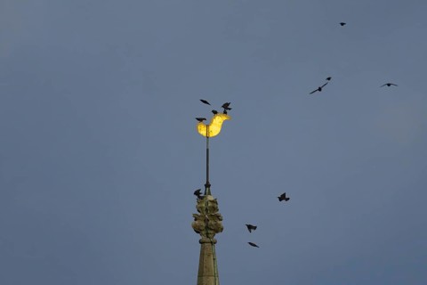 Eurasian starling (Sturnus vulgaris) adult birds flying and on a church spire at dusk, England,